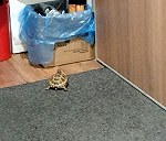 żółw (mały pokojowy) + 1 karton