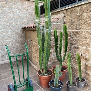 5macetas de cactus una mas alta que el resto.