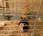 1 guinea pig