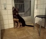 1 pastor alemán 3 meses cachorro