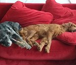 Timmy & Bella - two medium sized dogs