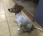 1 jack russell