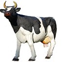 Sztuczna krowa