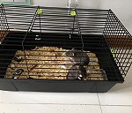 Dos ratas
