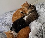 4 gatos.