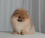 Pomeranian 1 1,5 kg