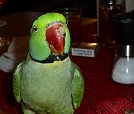 1 Parrot
