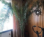Rower, palma i mały karton