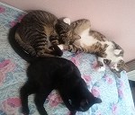 3 gatos europeos comunes