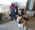 2 Perros medianos/grandes, 2 gatos y algunas cajas