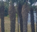 Dwie palmy w donicach